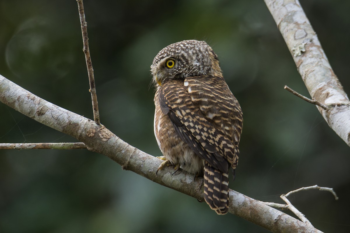 Collared Owlet - ML629183883