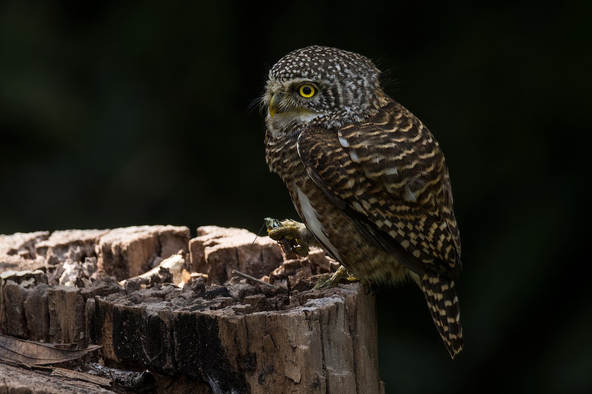 Collared Owlet - ML629183884