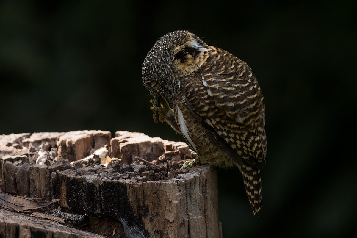 Collared Owlet - ML629183885