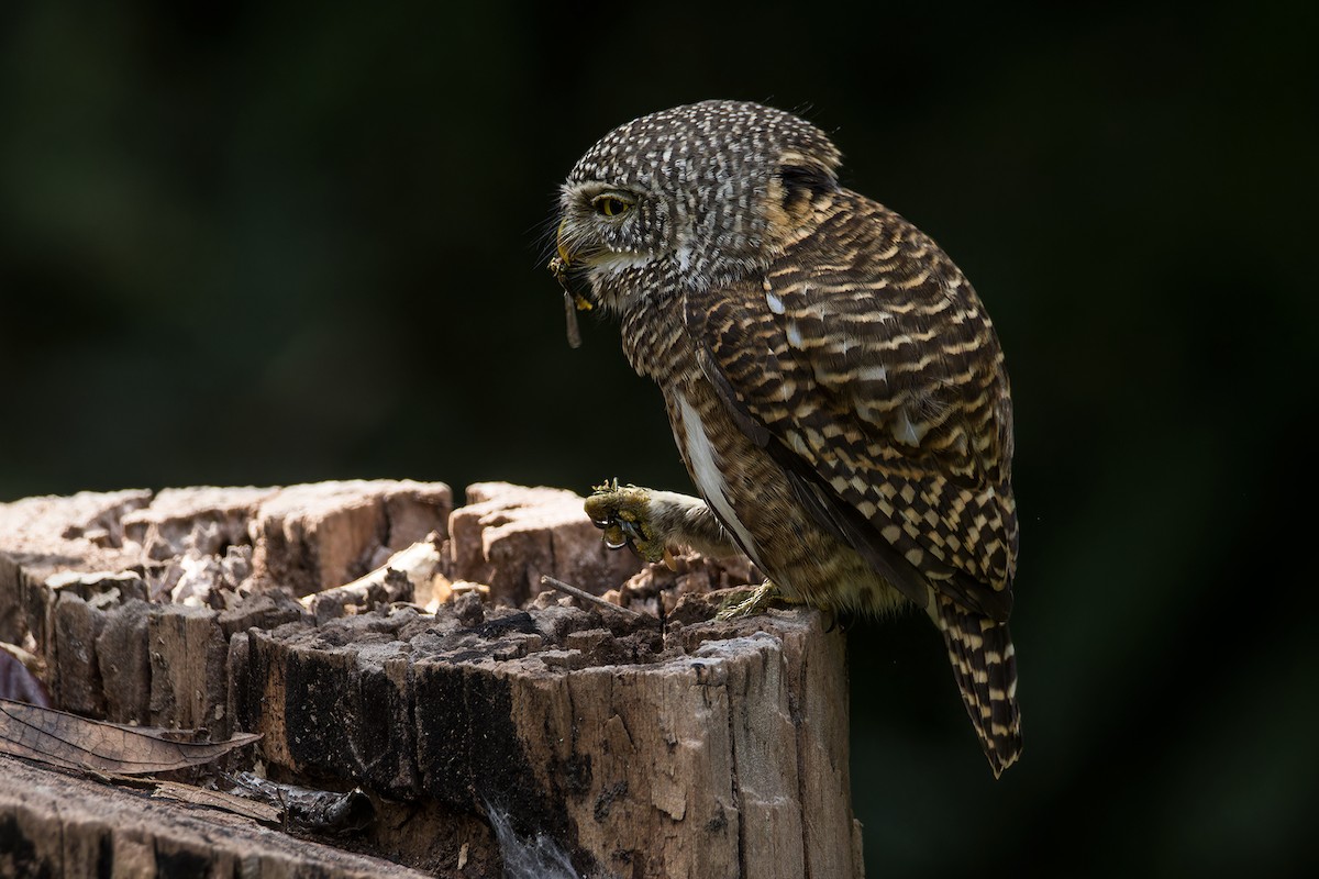 Collared Owlet - ML629183886