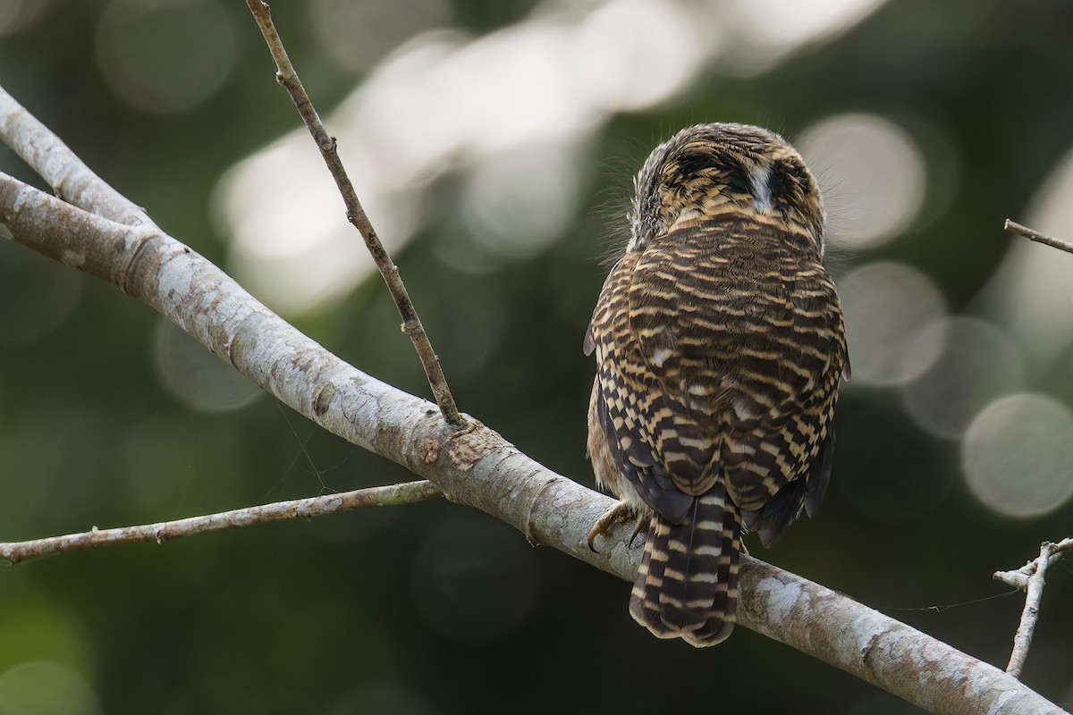 Collared Owlet - ML629183887