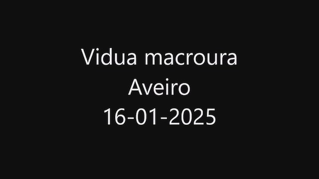 Pin-tailed Whydah - ML629183917