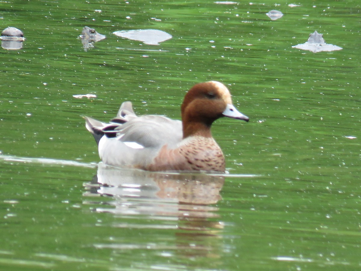 Eurasian Wigeon - ML629184036
