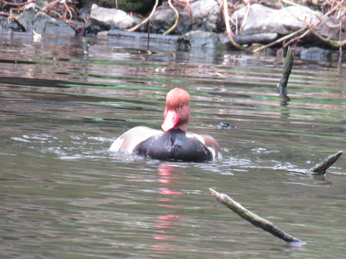 Red-crested Pochard - ML629184052