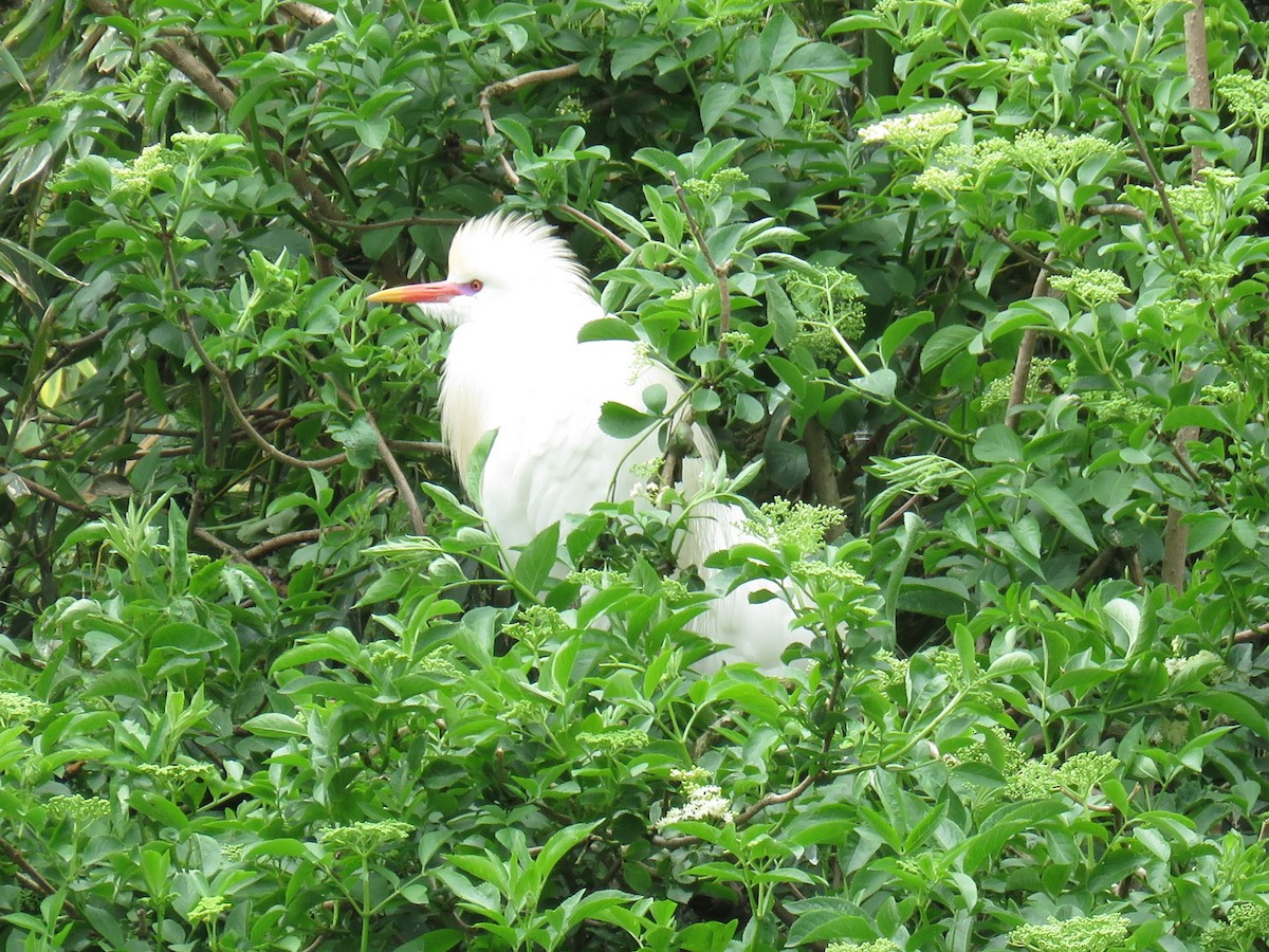 Western Cattle-Egret - ML629184070