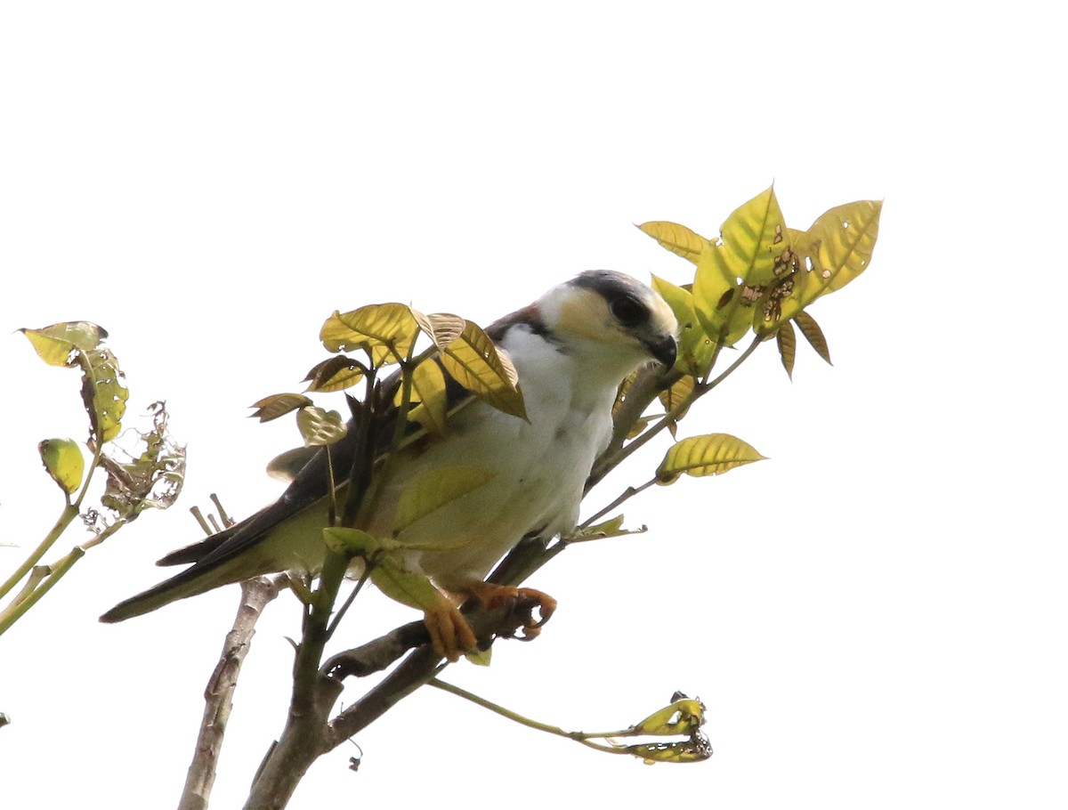 Pearl Kite - ML629184212