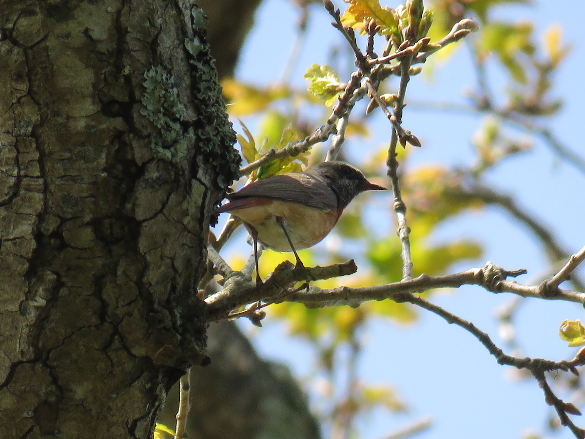 Common Redstart - ML629184238