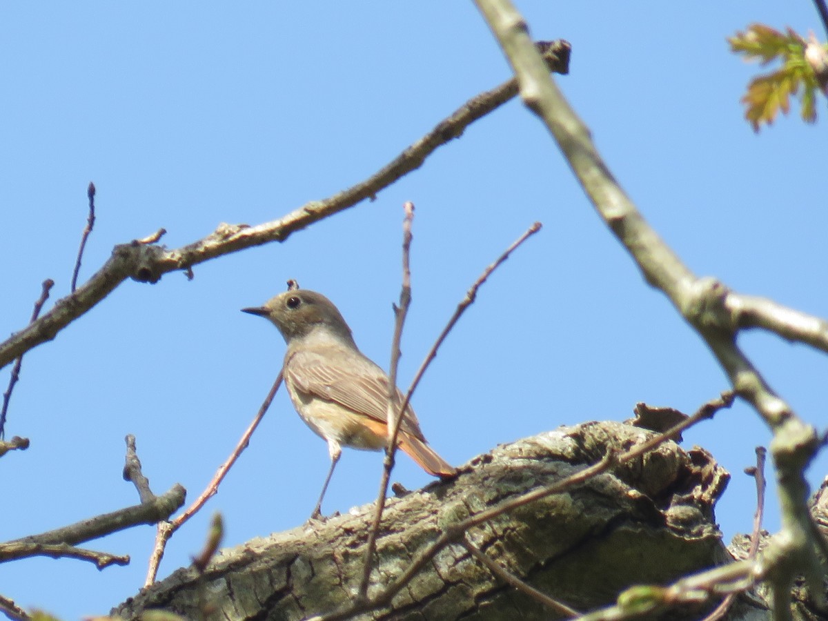 Common Redstart - ML629184239