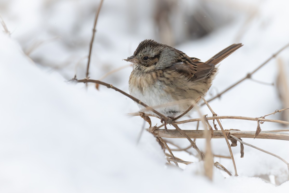 Swamp Sparrow - ML629184311