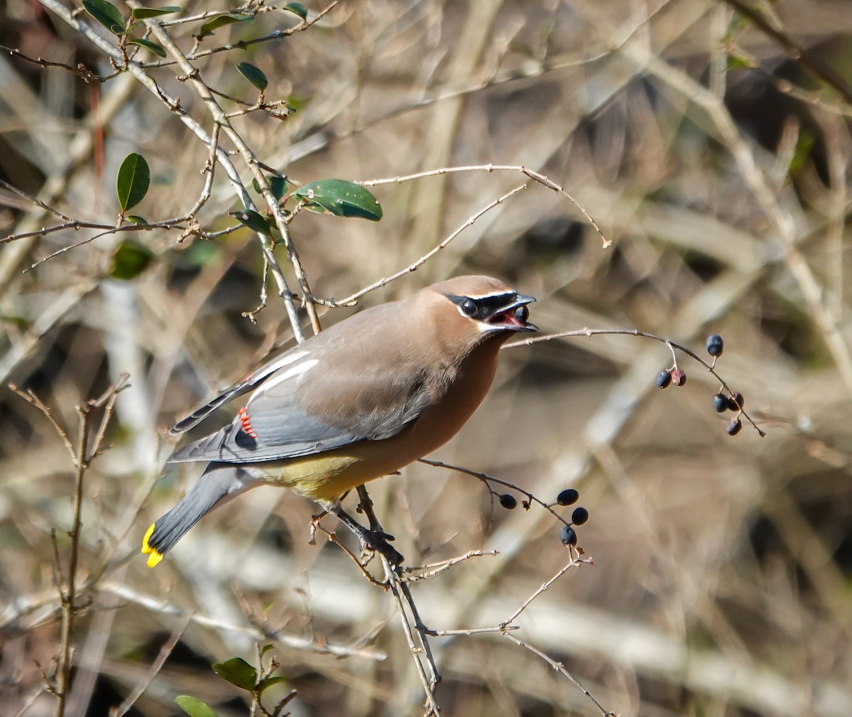 Cedar Waxwing - ML629184344