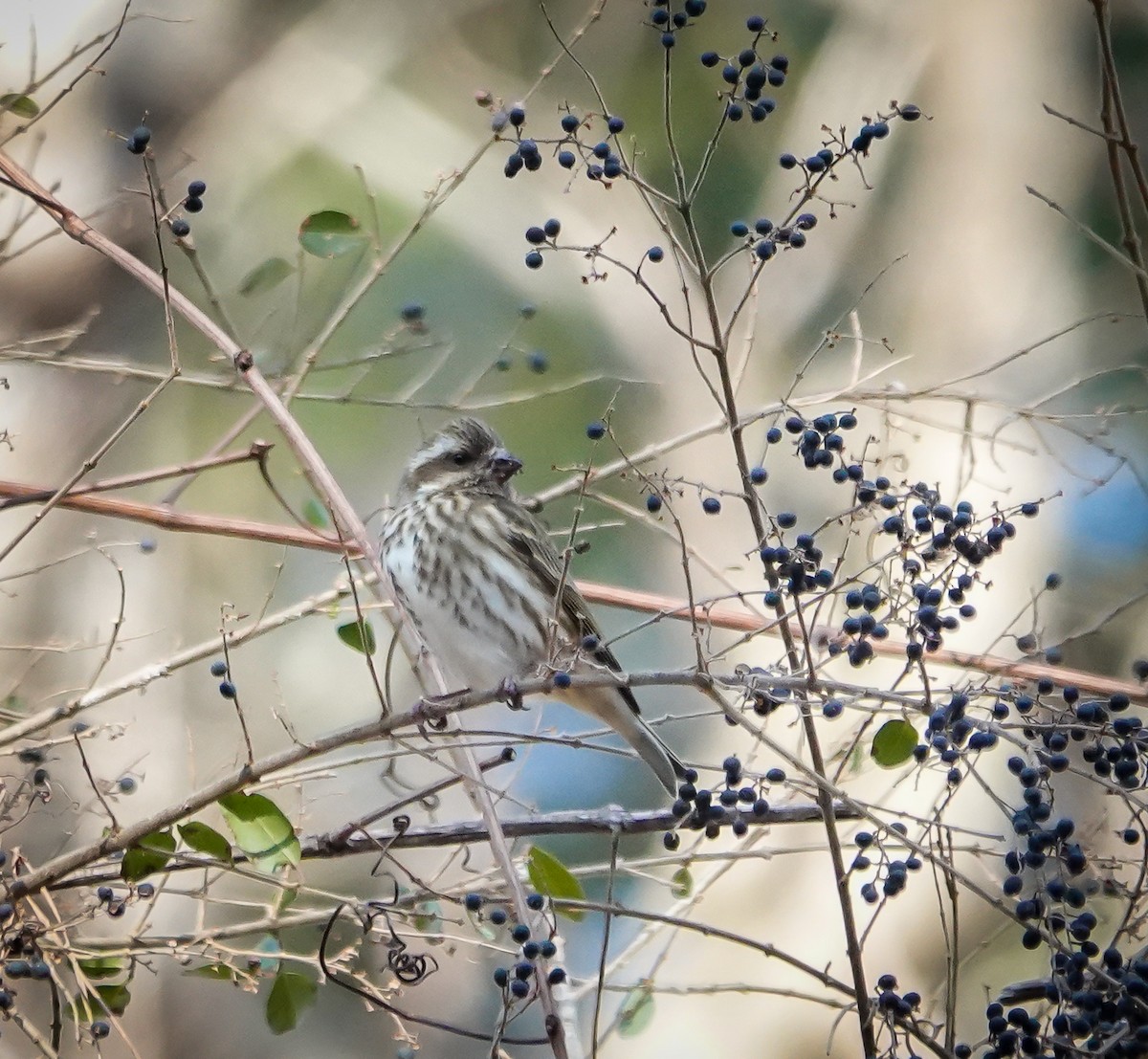 Purple Finch - ML629184346