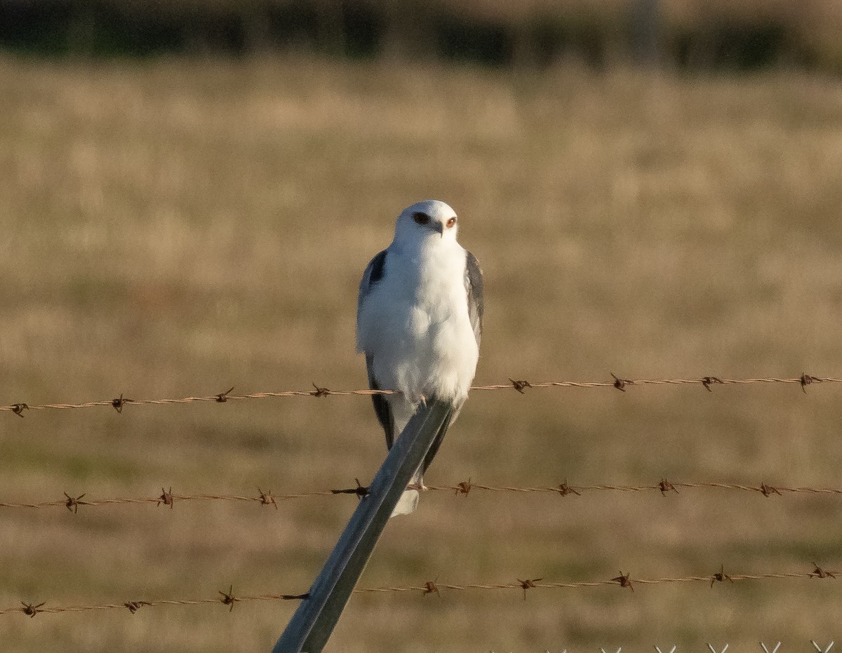 White-tailed Kite - ML629184390