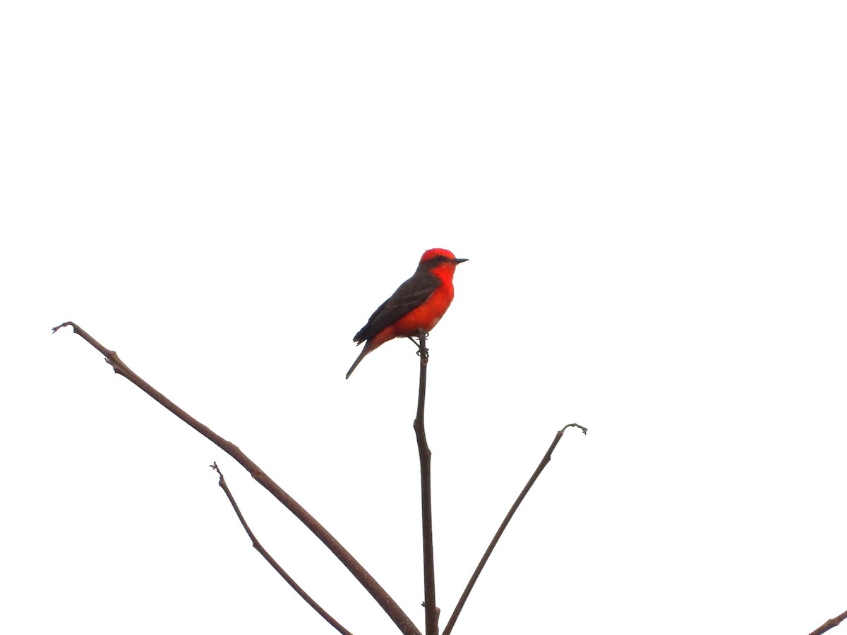 Vermilion Flycatcher (Austral) - ML629184398