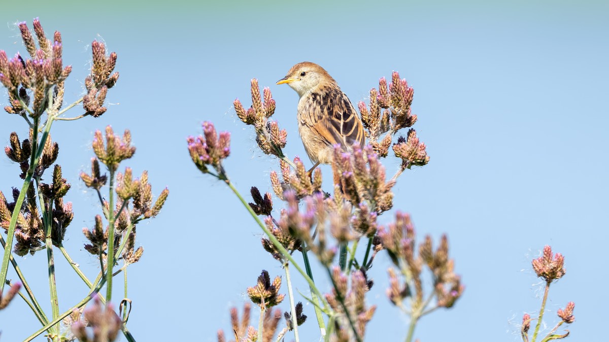 Levaillant's Cisticola - ML629184402