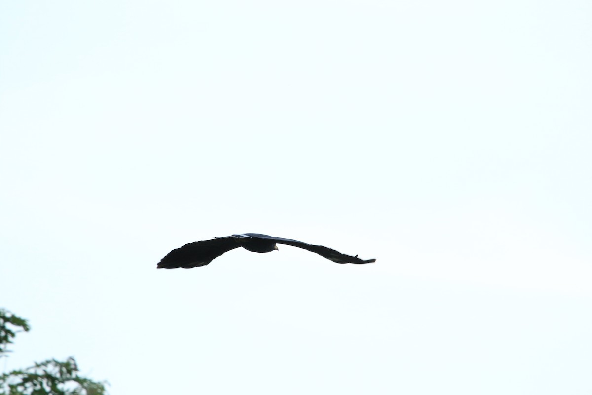 Common Black Hawk (Mangrove) - ML629184440
