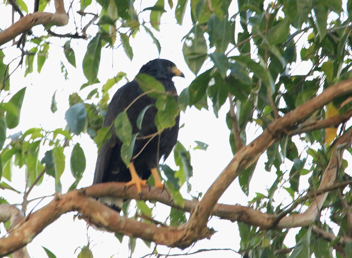 Common Black Hawk (Mangrove) - ML629184441