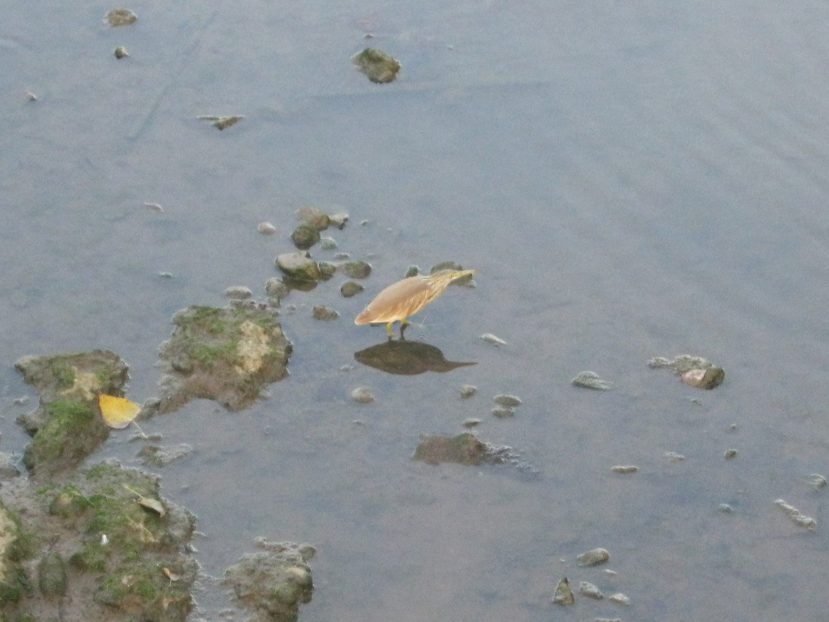 Squacco Heron - ML629184471