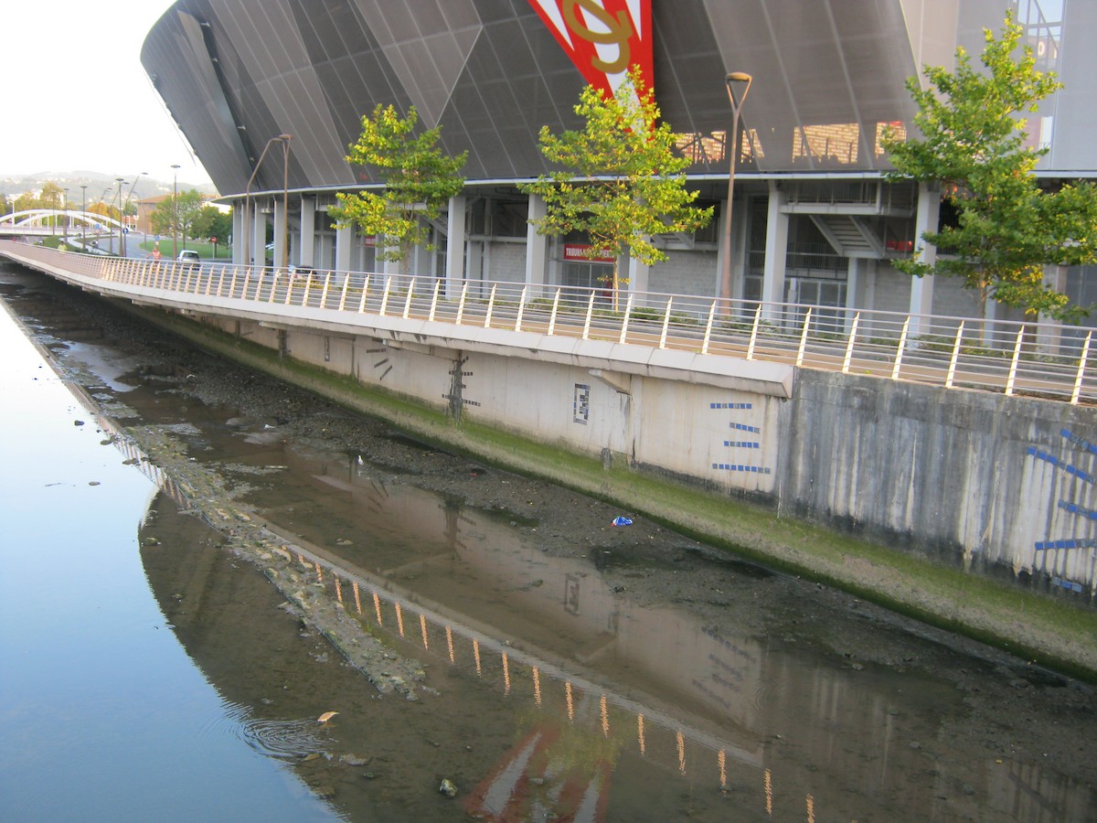 Squacco Heron - ML629184472