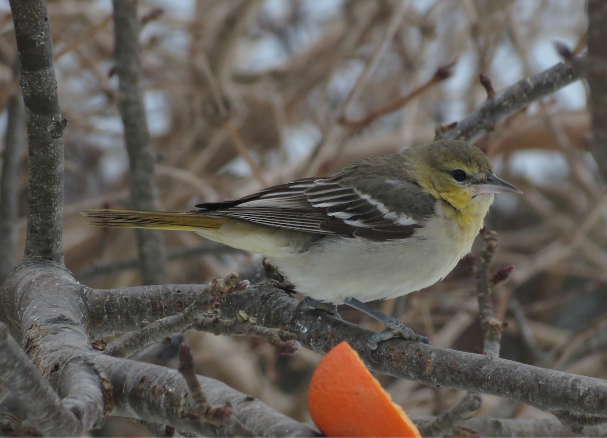Bullock's Oriole - ML629184530