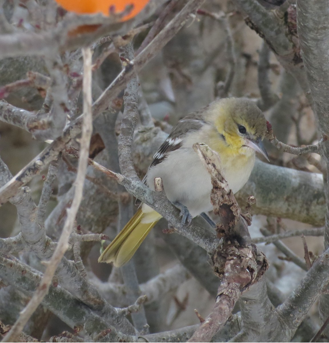 Bullock's Oriole - ML629184531