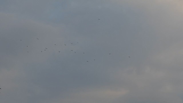 Little Swift - ML629184543