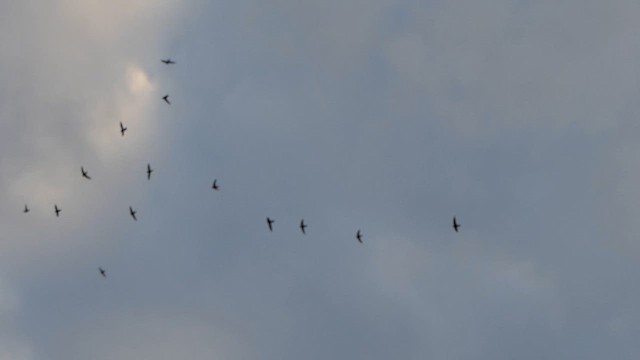 Little Swift - ML629184558