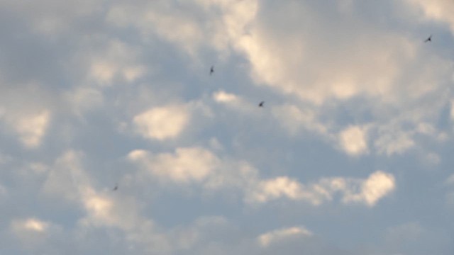Little Swift - ML629184563