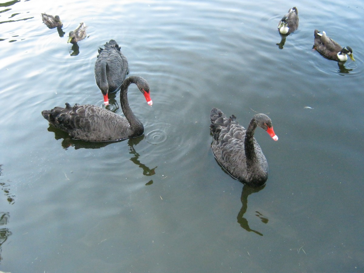 Black Swan - ML629184607