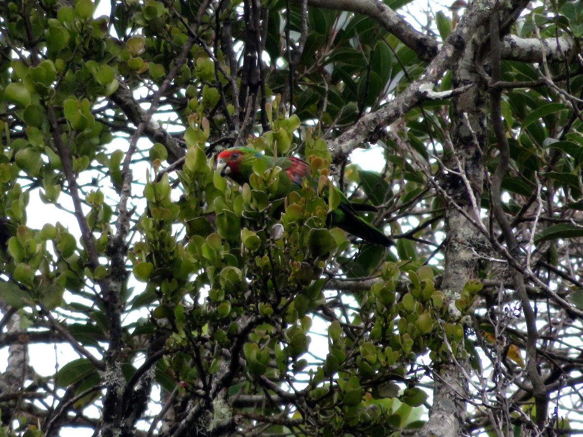 Red-faced Parrot - ML629184726