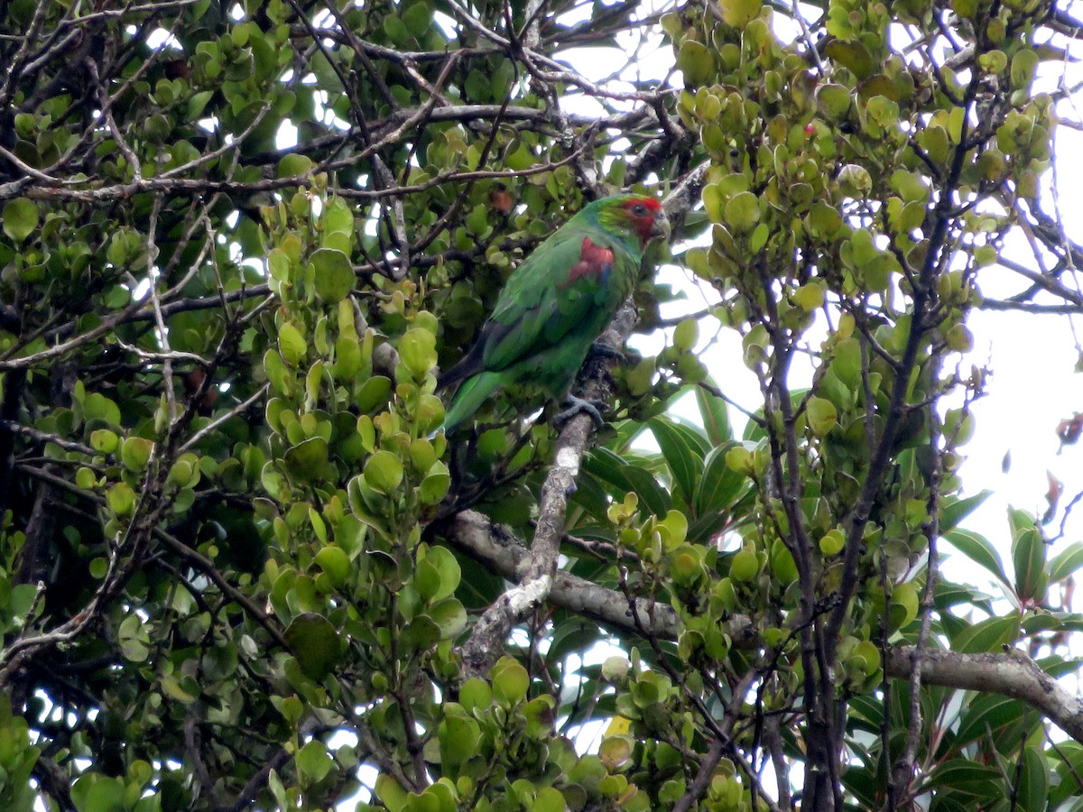 Red-faced Parrot - ML629184728