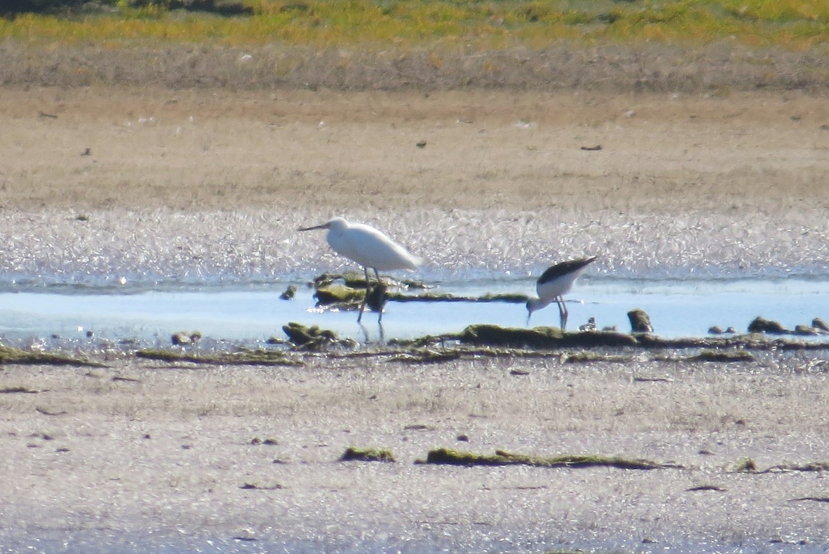 Seidenreiher - ML629184823