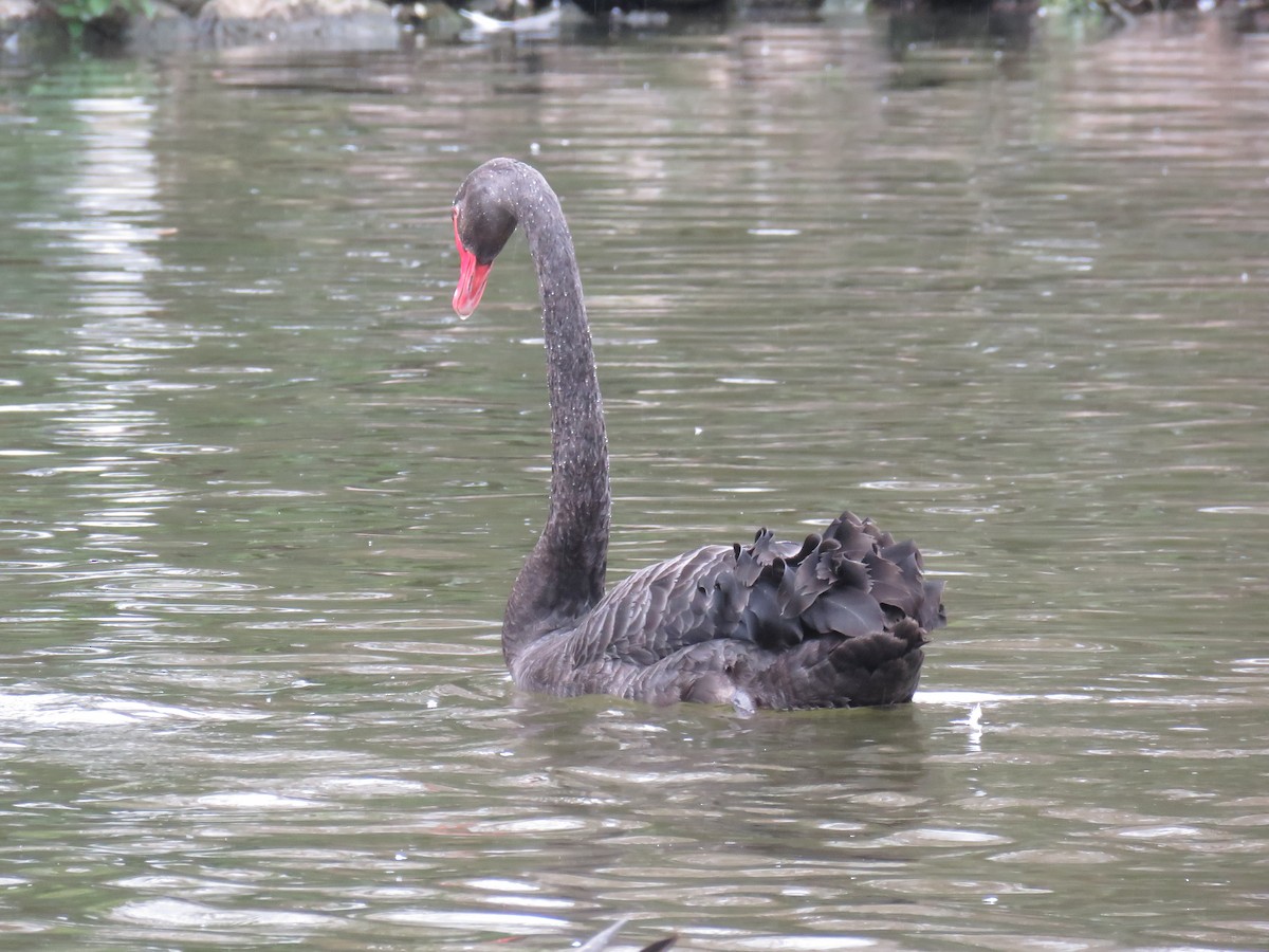Black Swan - ML629184840