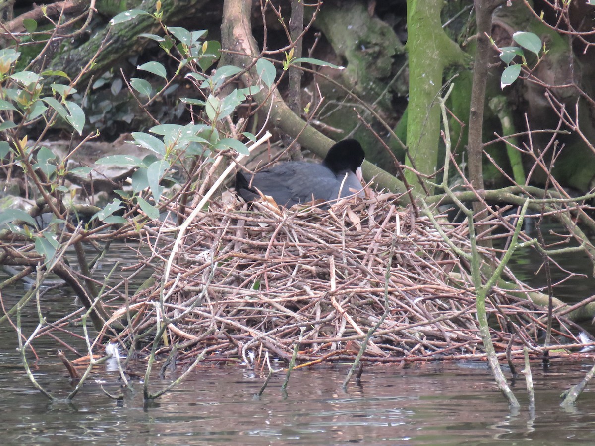 Eurasian Coot - ML629184873