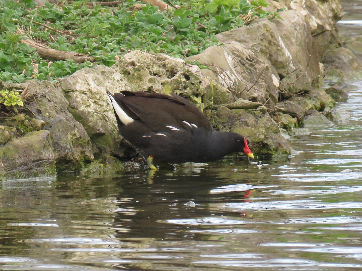 Eurasian Moorhen - ML629184880
