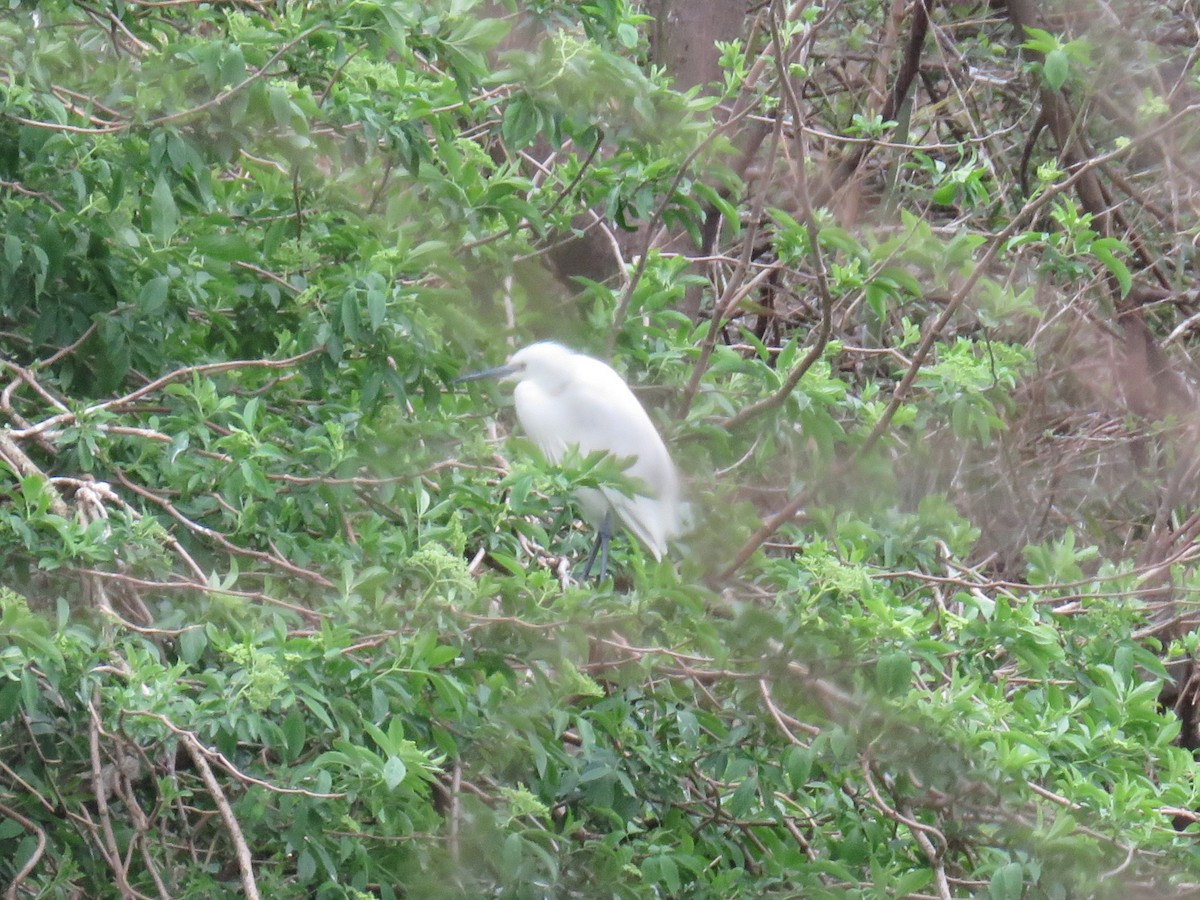 Little Egret - ML629184915