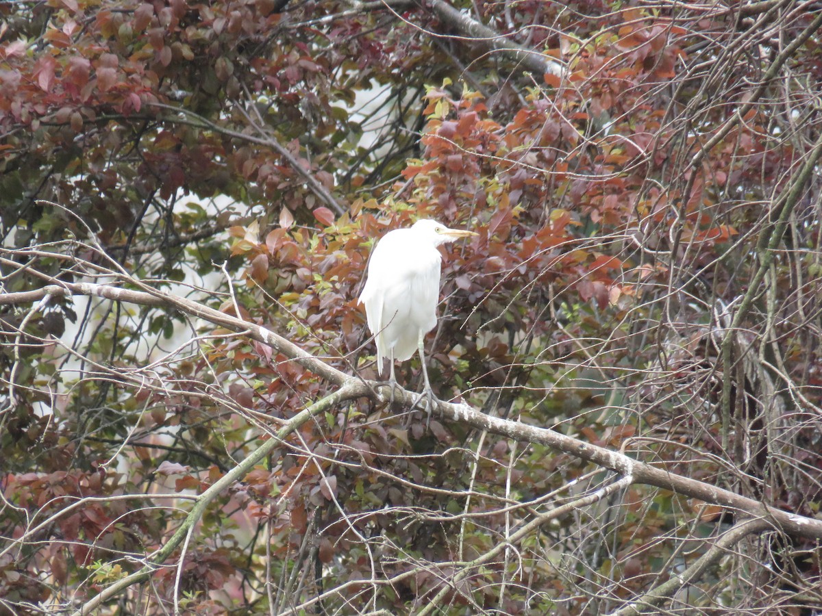Western Cattle-Egret - ML629184918