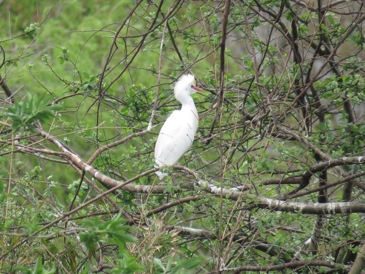 Western Cattle-Egret - ML629184919