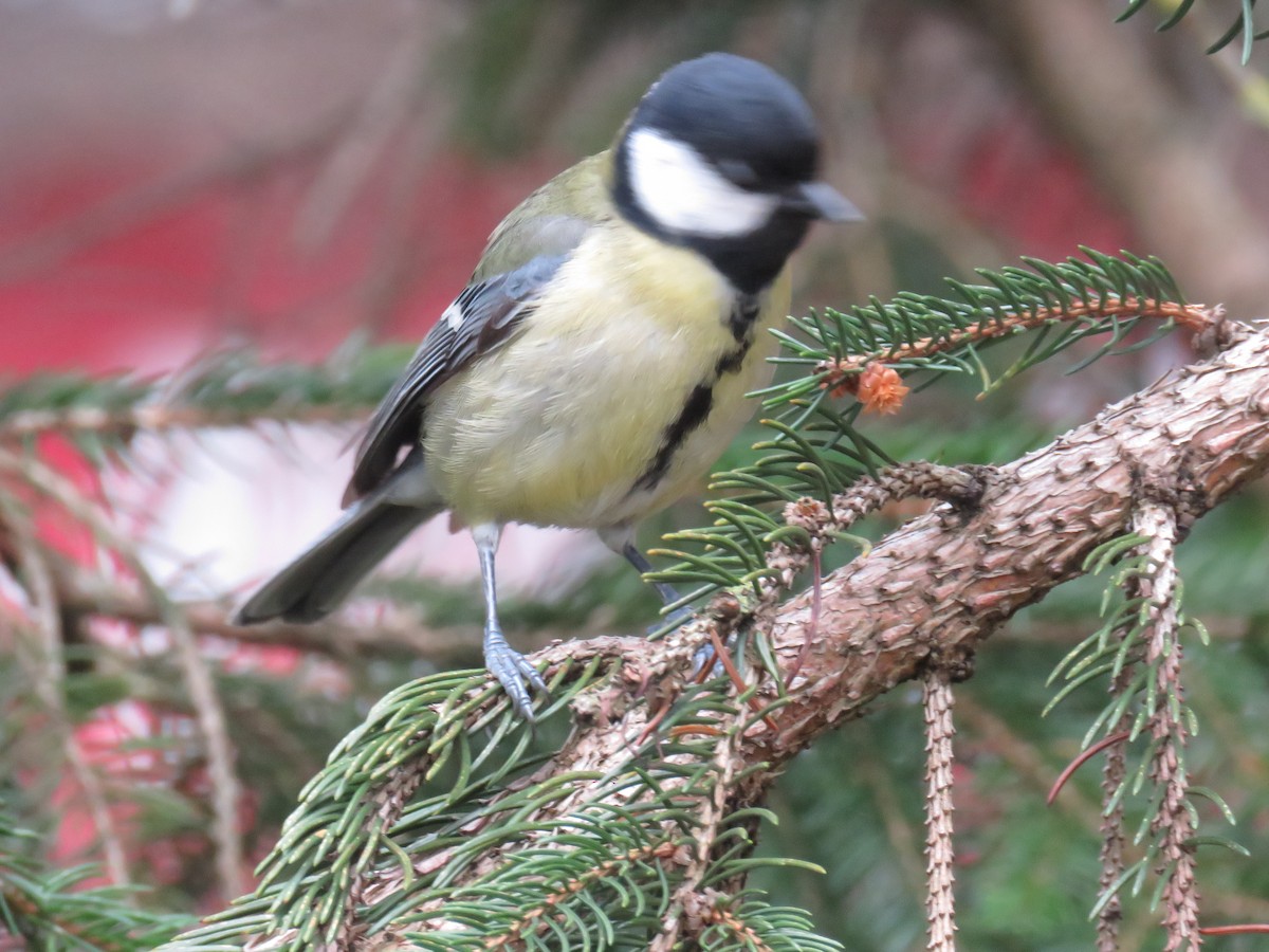 Great Tit - ML629184924