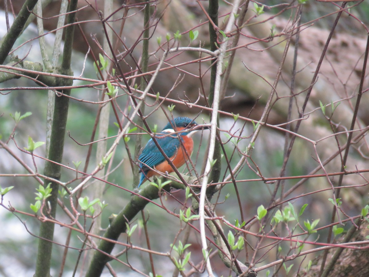 Common Kingfisher - ML629184962