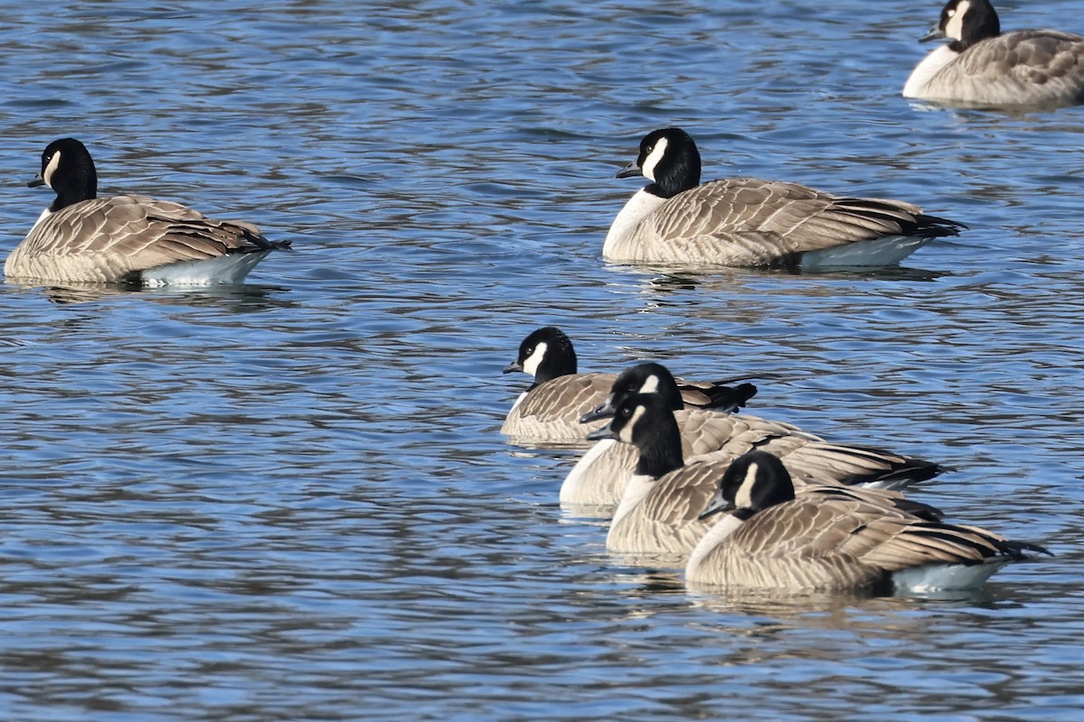 Cackling Goose - ML629185207