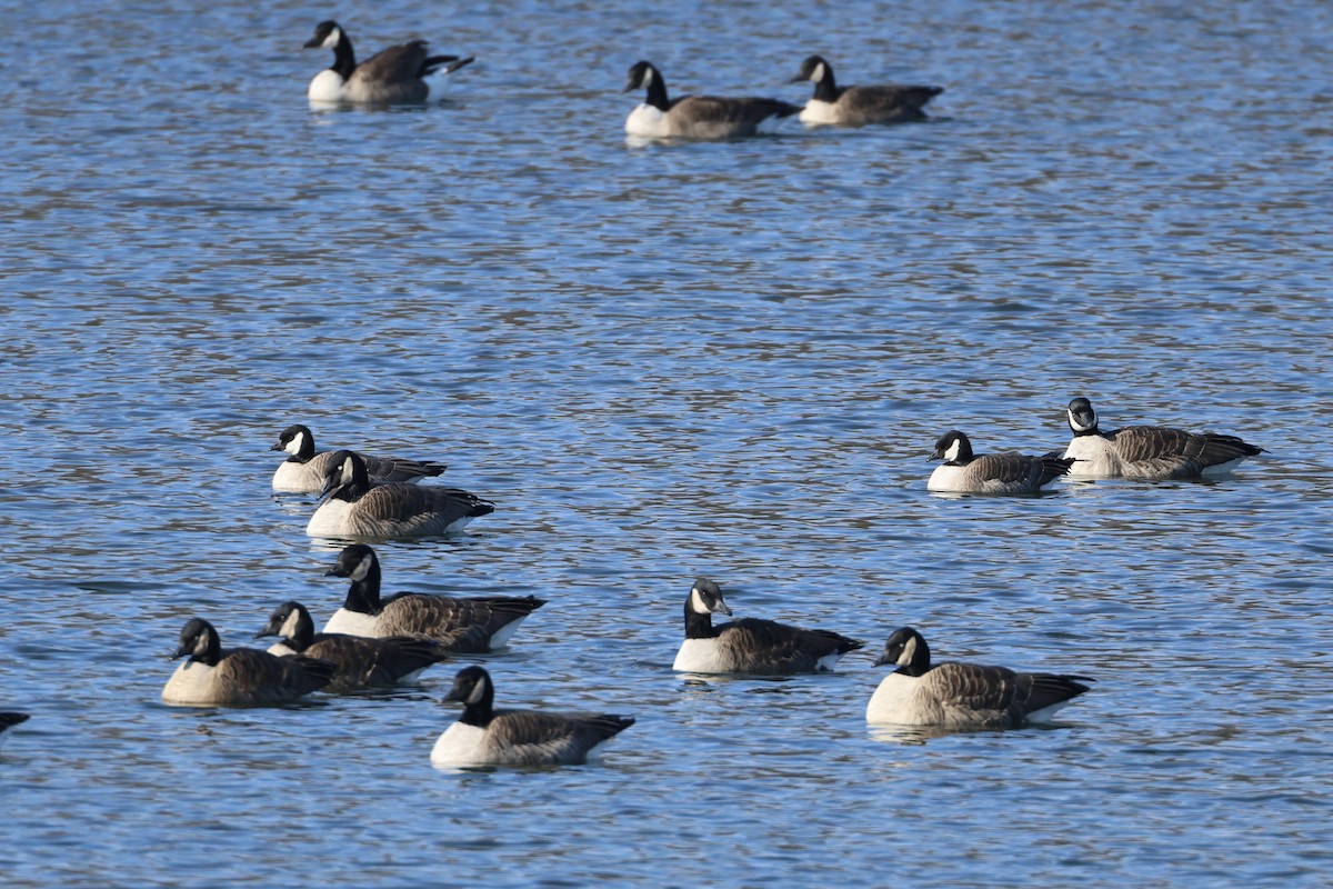 Cackling Goose - ML629185209
