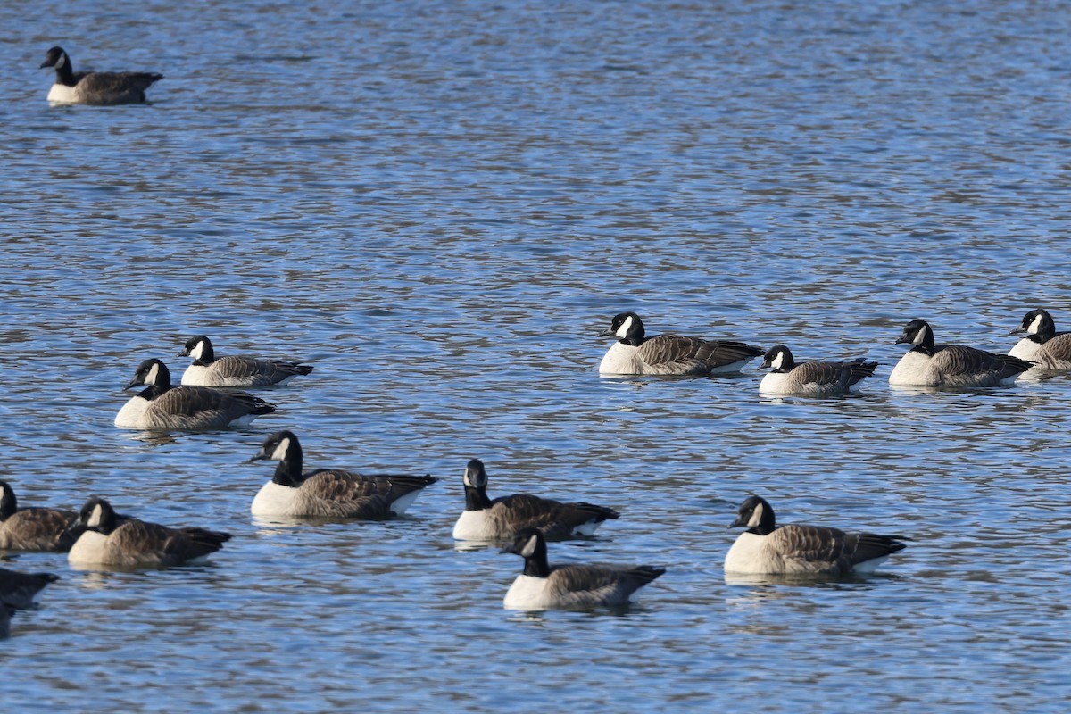 Cackling Goose - ML629185211