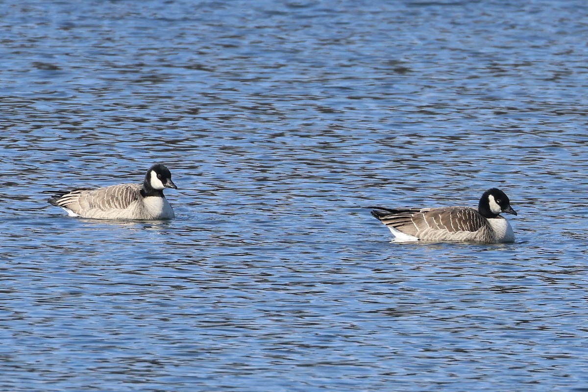 Cackling Goose - ML629185216