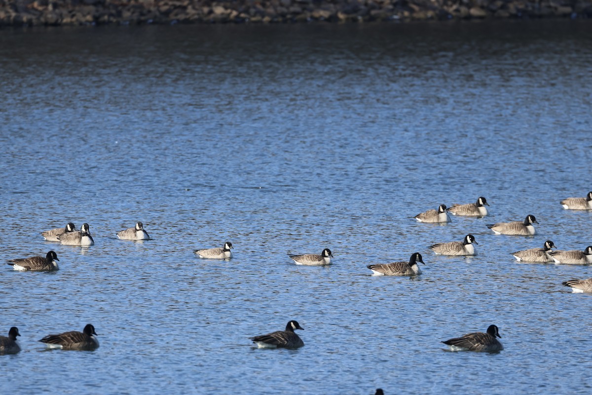 Cackling Goose - ML629185219