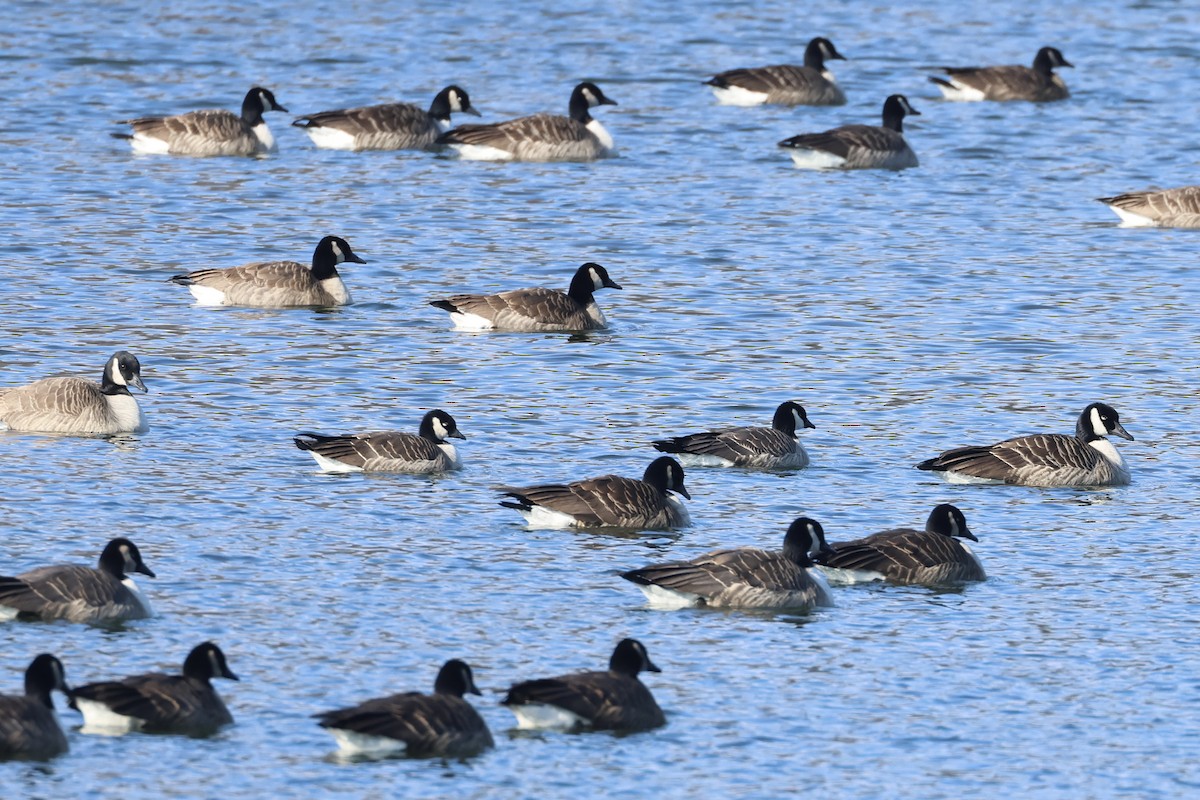 Cackling Goose - ML629185222