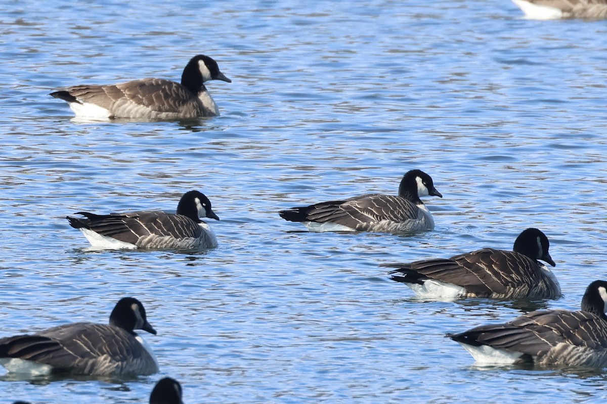 Cackling Goose - ML629185223