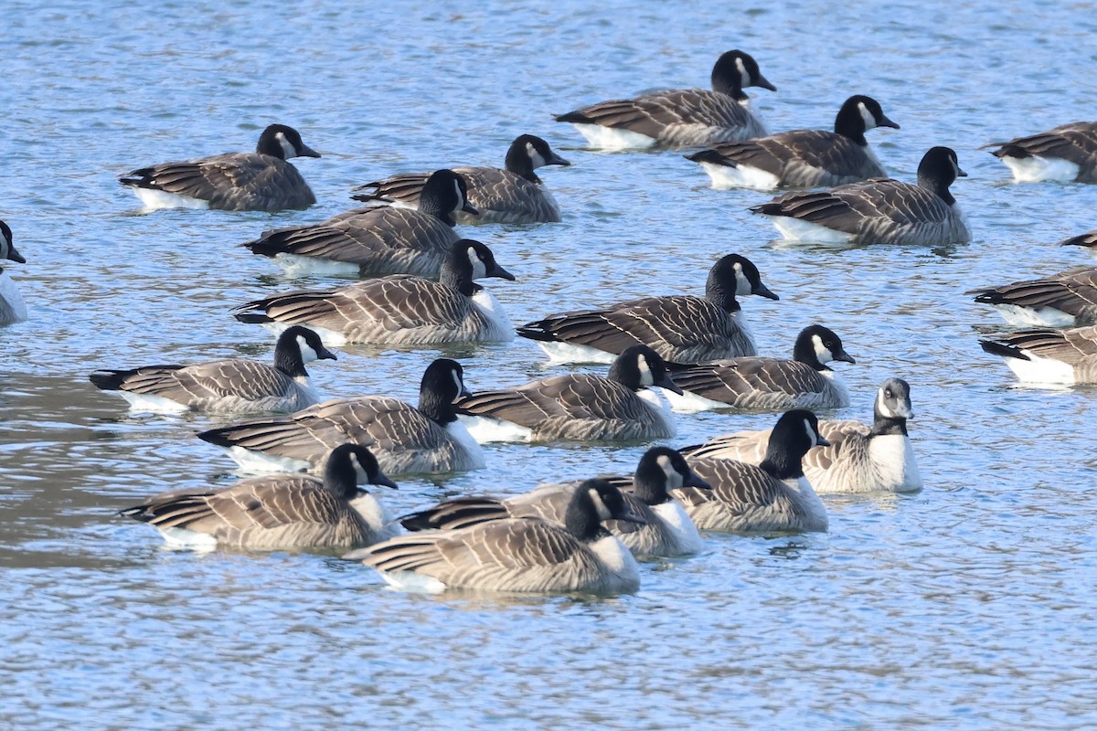 Cackling Goose - ML629185233