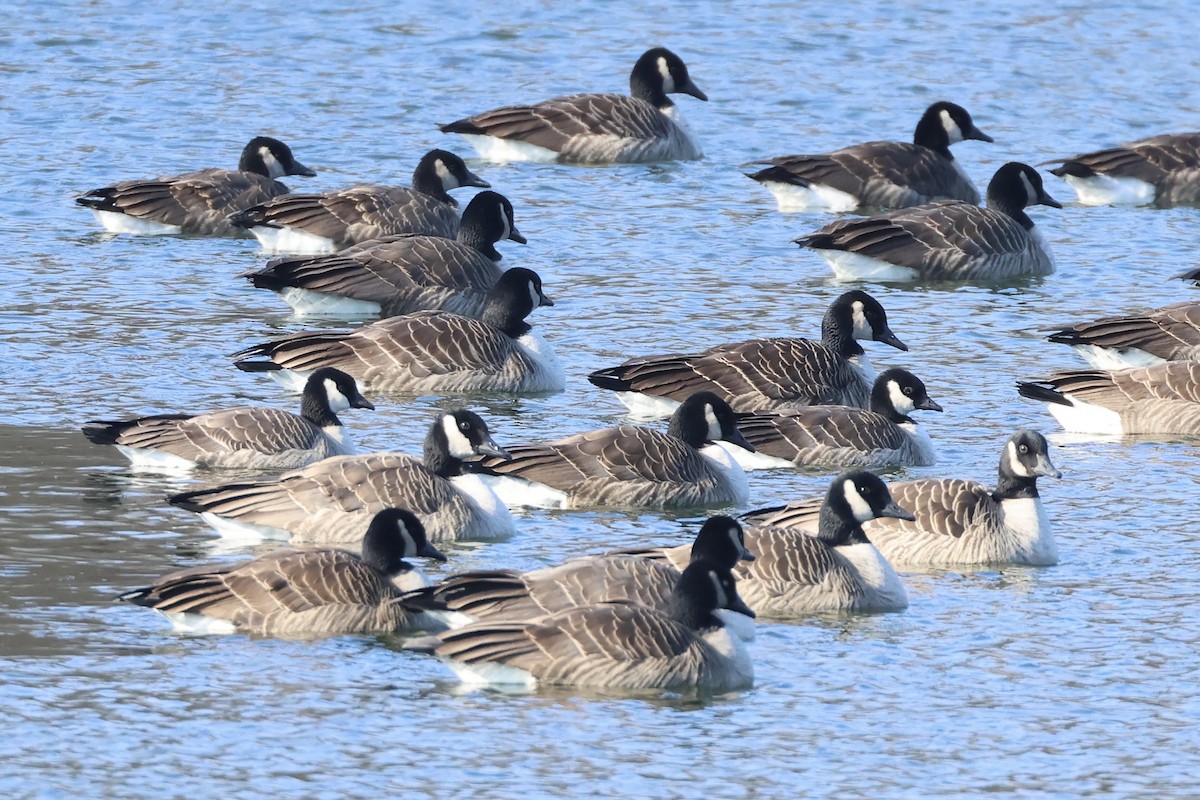 Cackling Goose - ML629185236