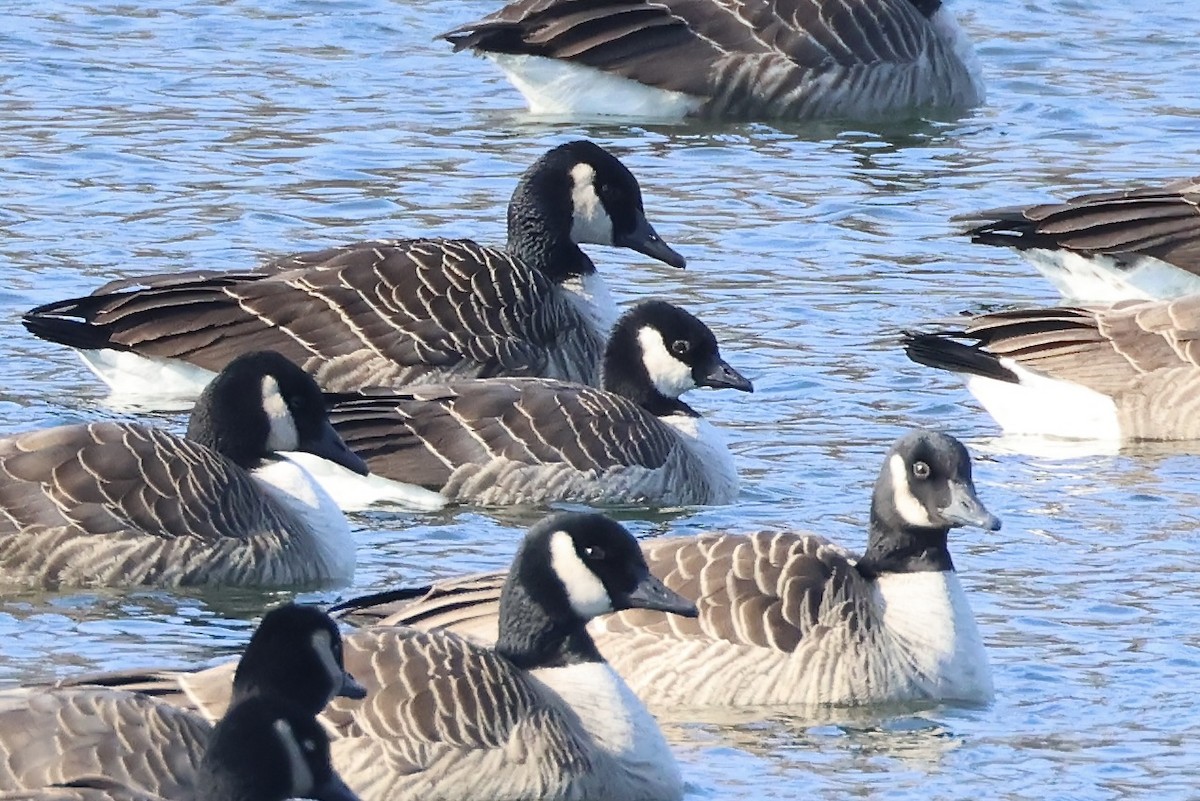 Cackling Goose - ML629185238