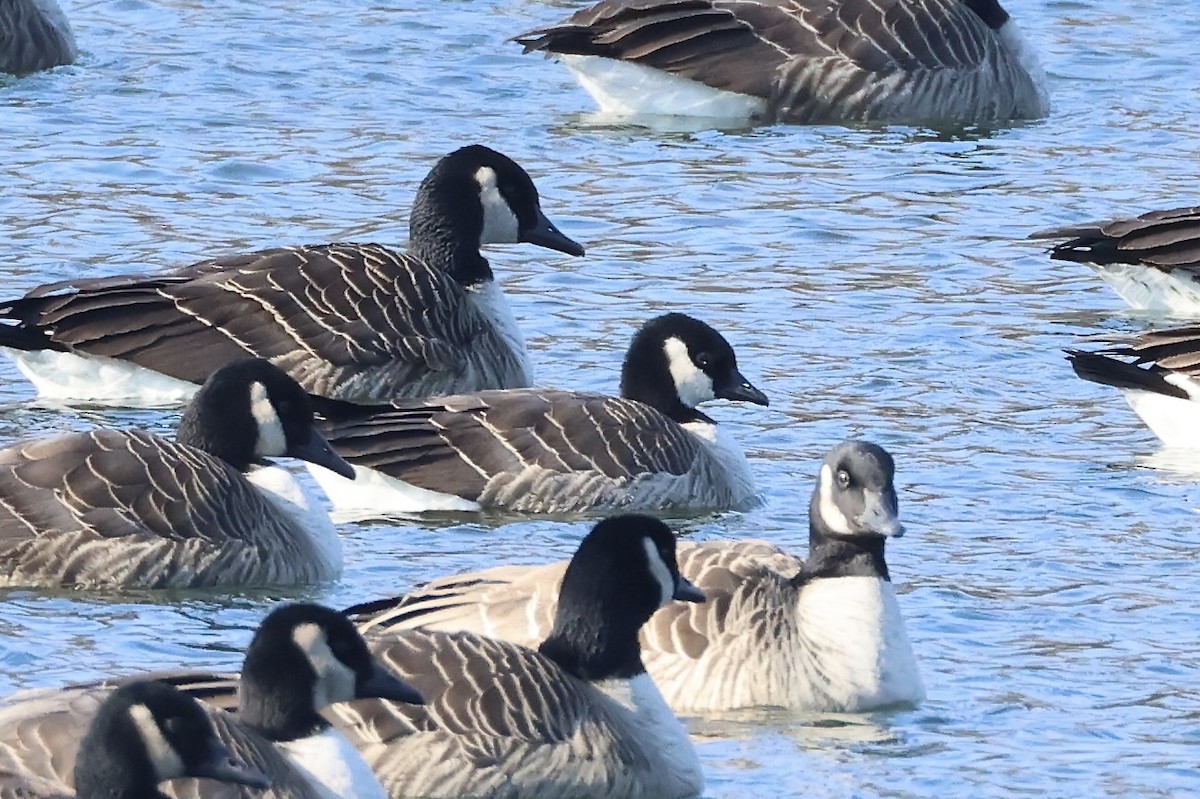 Cackling Goose - ML629185241